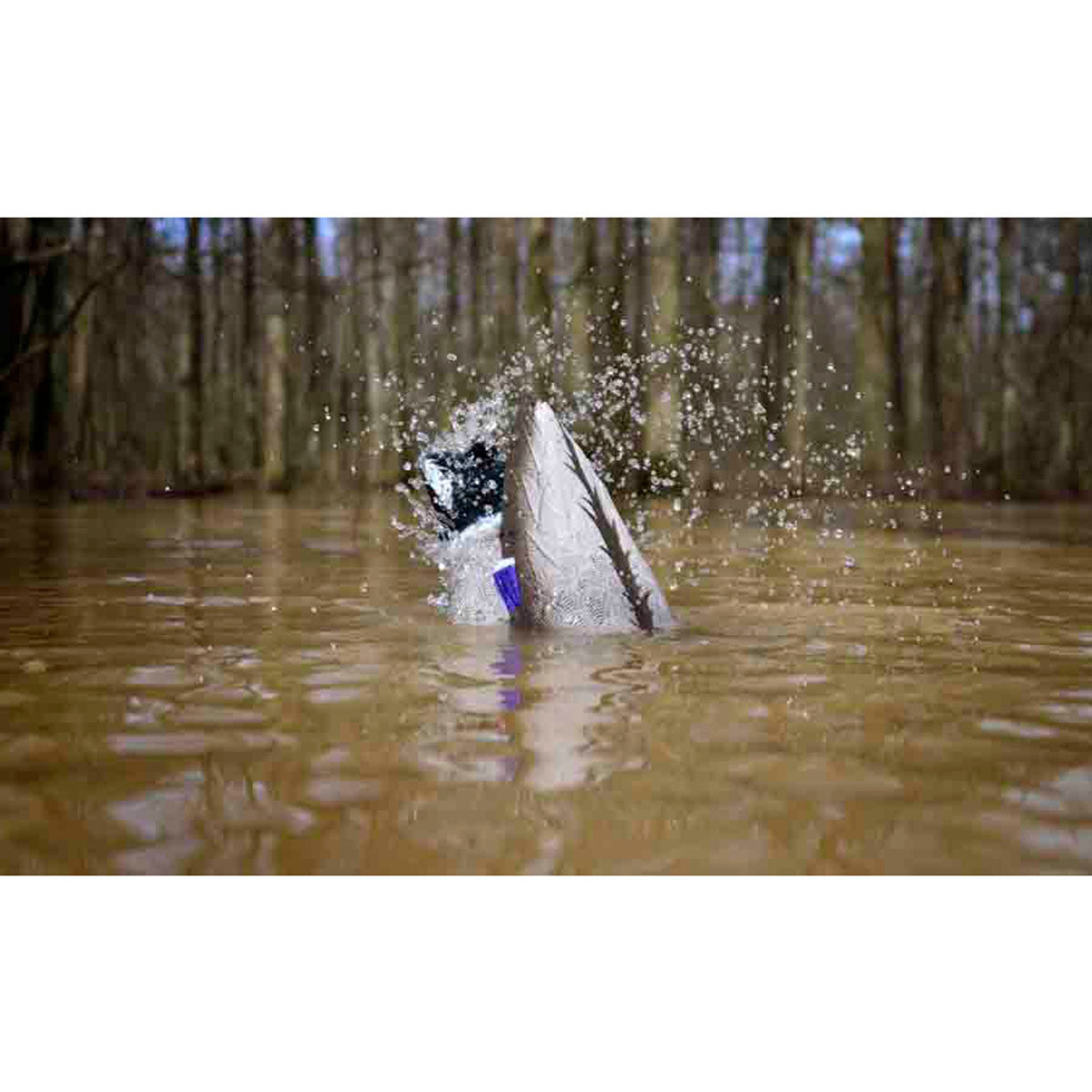 XS Mallard Drake Pulsator/Swimmer Duck Decoy Combo