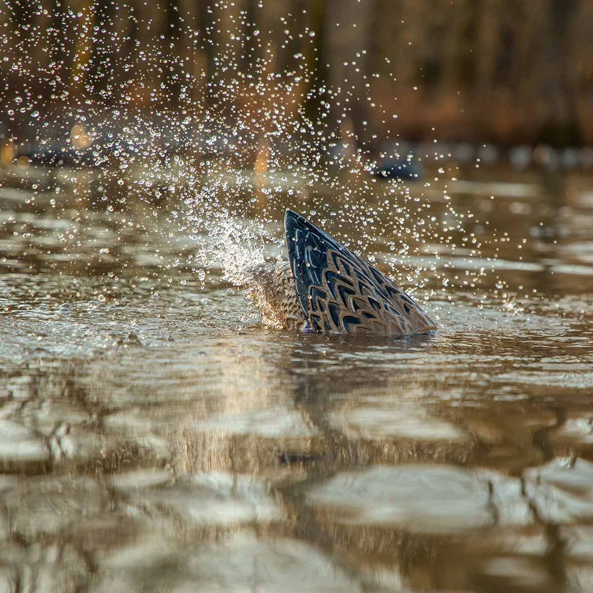 Higdon Outdoors Pulsator PRO Mallard Hen Decoy In-the-Water Image