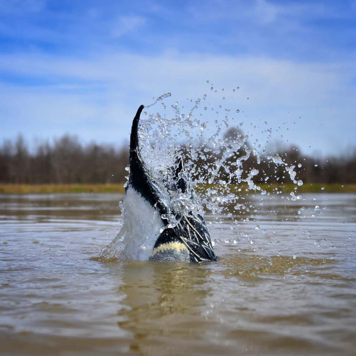 Higdon Outdoors Pulsator PRO Pintail Motion Duck Decoy Field Image