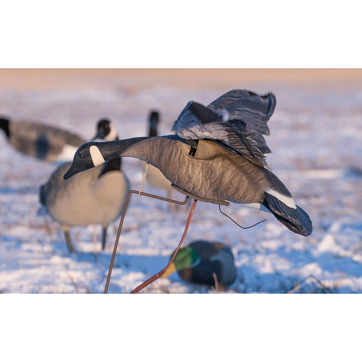 Clone Canada Goose Flapping Wings Decoy