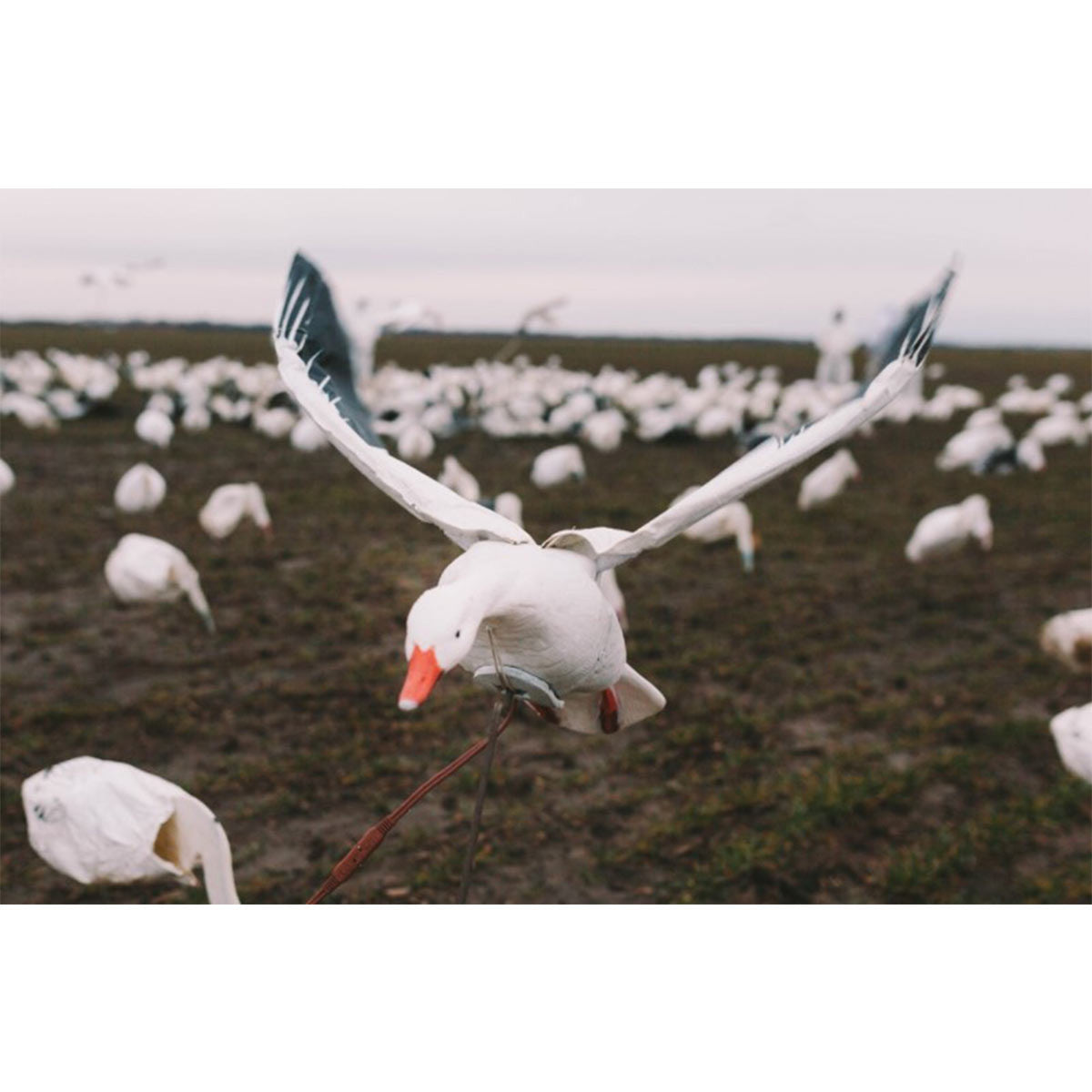 Higdon Outdoors Clone Snow Goose Flapping Decoy In-the-Field Image