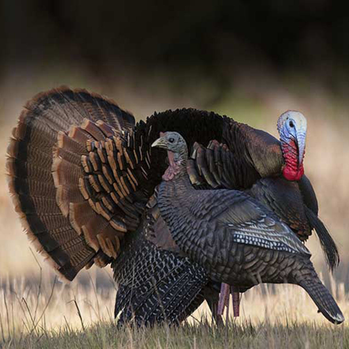 Higdon Hard Body Upright Hen Turkey Decoy Field Image