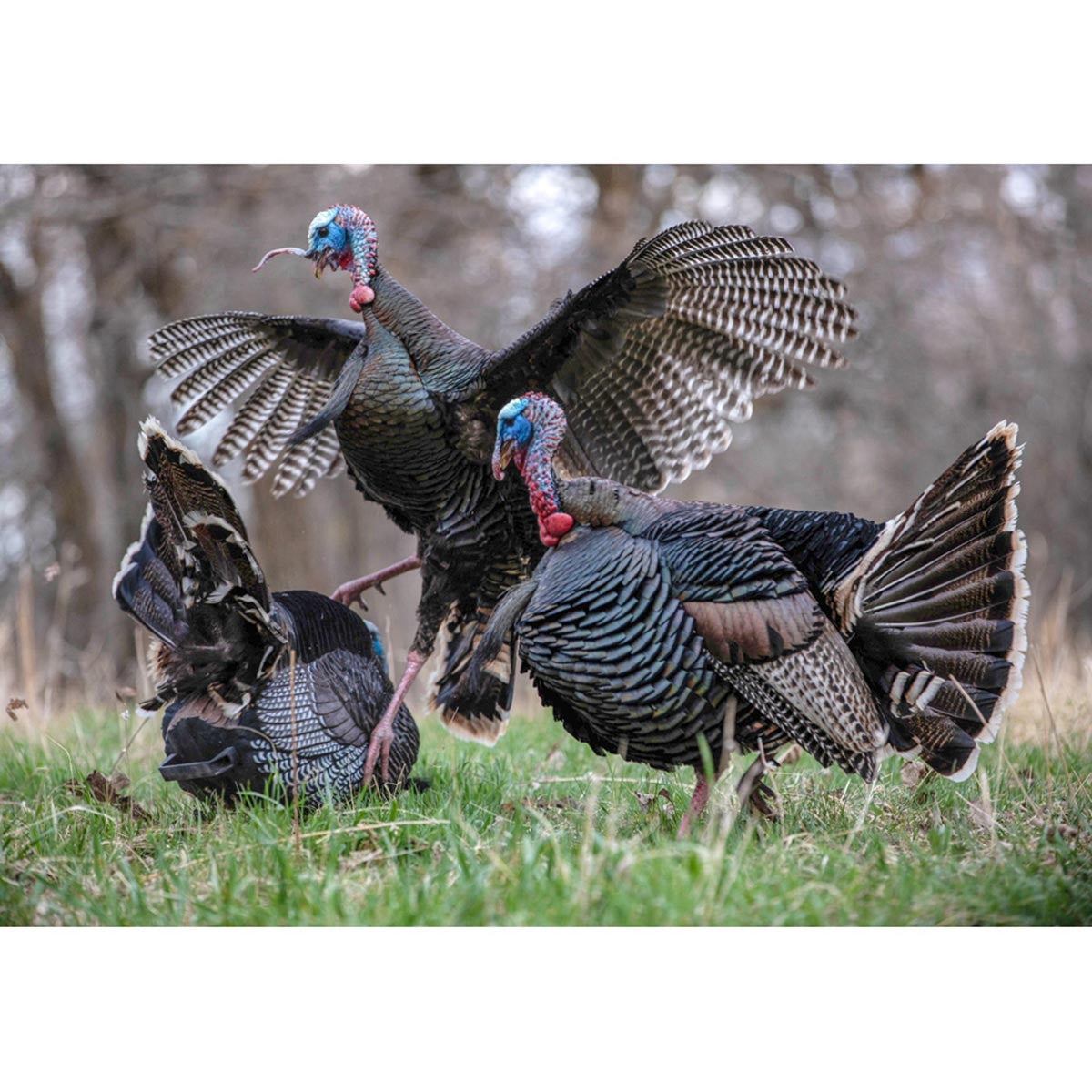 Higdon TruStrutter XS Motion Turkey Decoy With Remote Control In Action Image