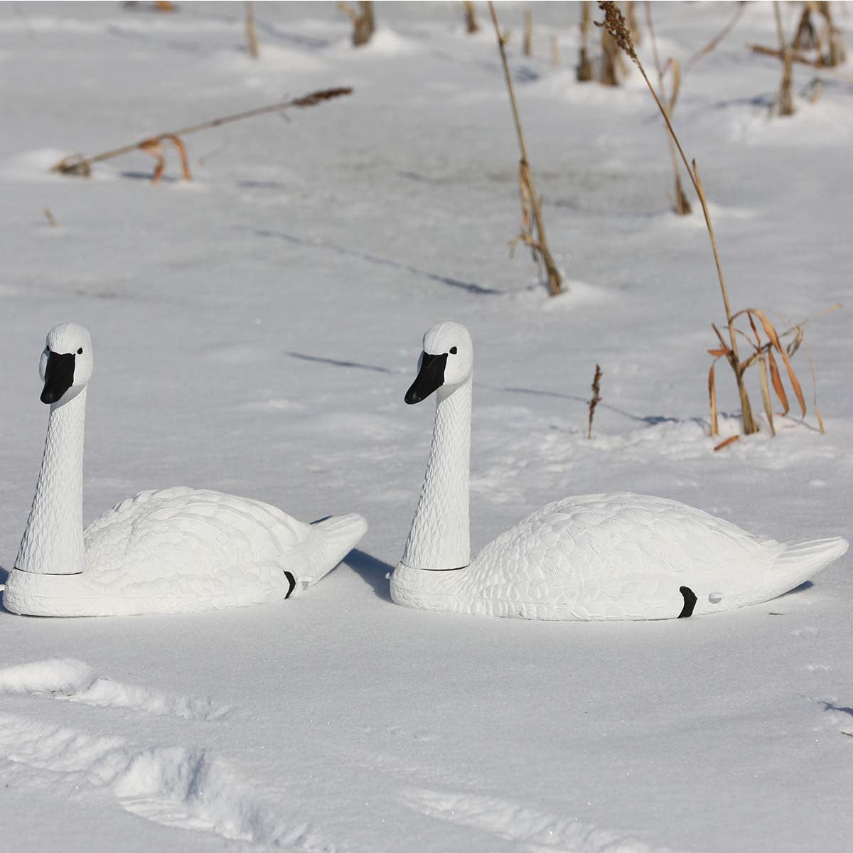Standard-Sized Tundra Swan Decoy
