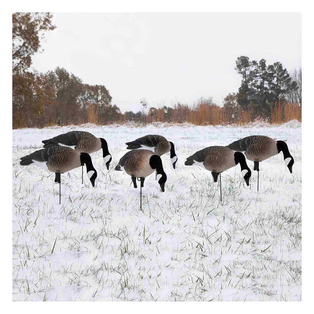 Higdon Apex Full Size Full Body Canada Goose Decoys Image