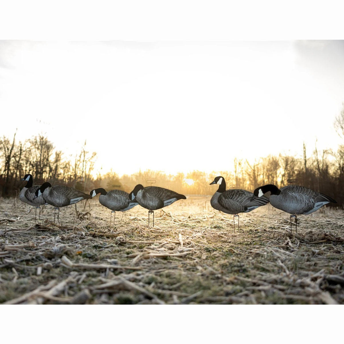 Higdon Outdoors FLATS Magnum Canada Goose Fully Flocked Motion Silhouette Decoys, 12 Pack Field Image