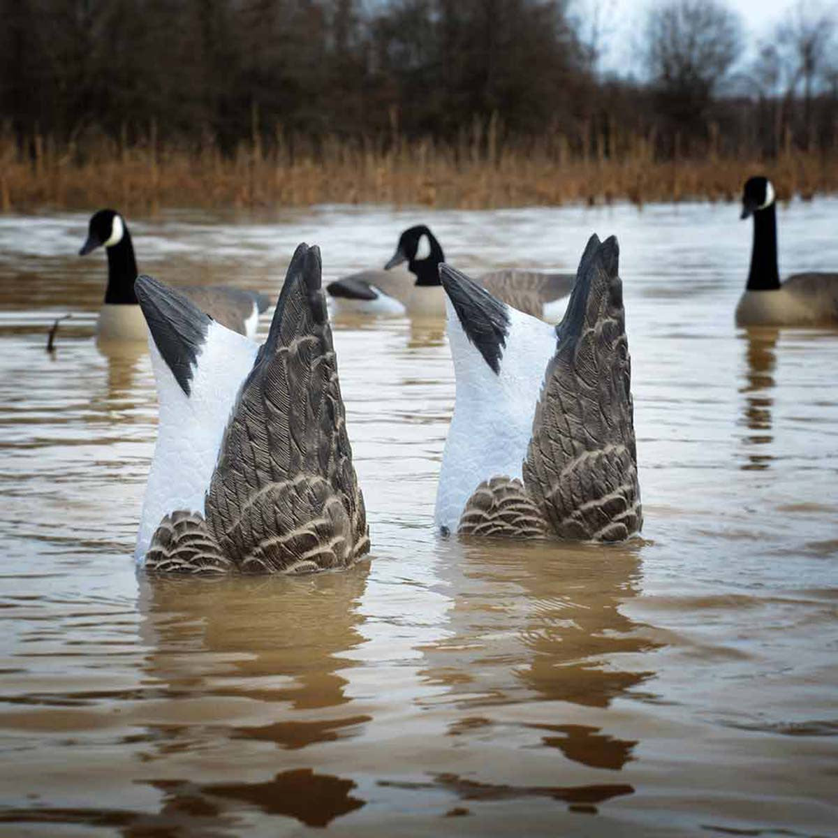 Higdon Magnum Foam Filled Canada Goose Butt Decoys - 2 Pack Field Image