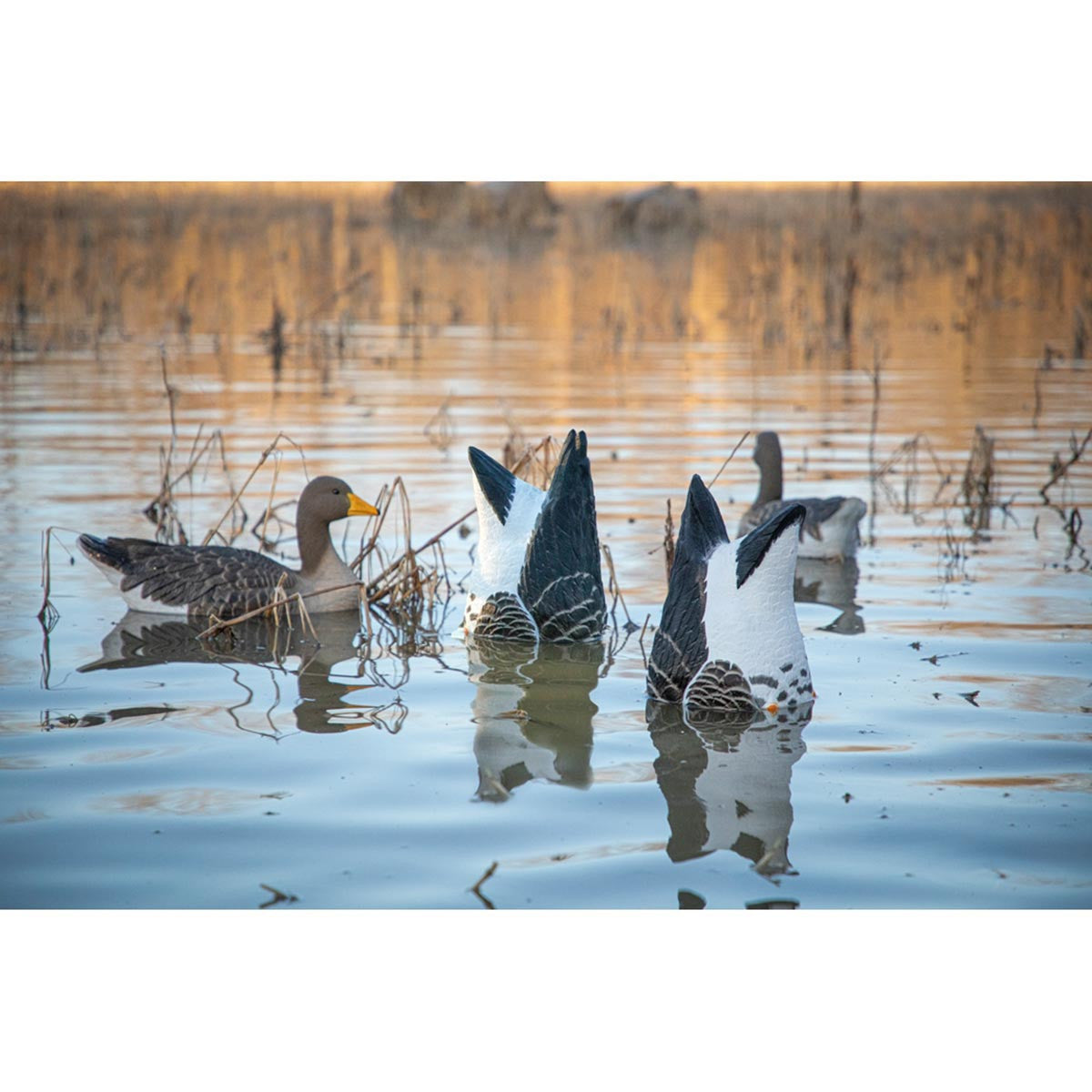 Higdon Outdoors Magnum Specklebelly Goose Foam-Filled Butt-Up Decoys 2 Pack Field Image