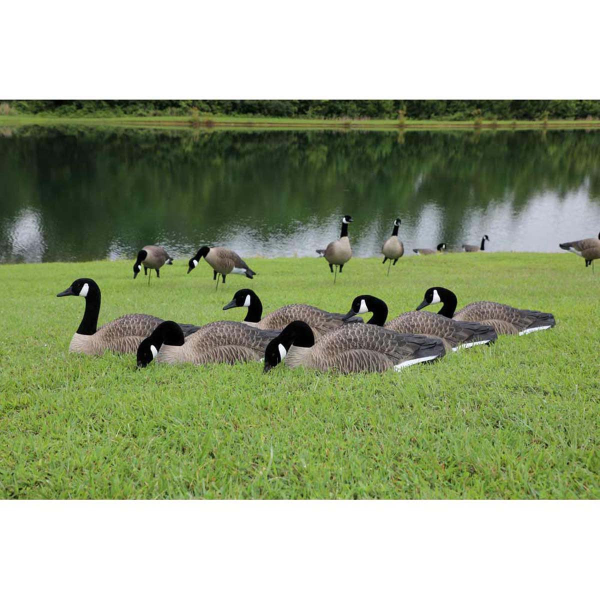 Higdon Magnum Half Shell Canada Goose Decoys Image