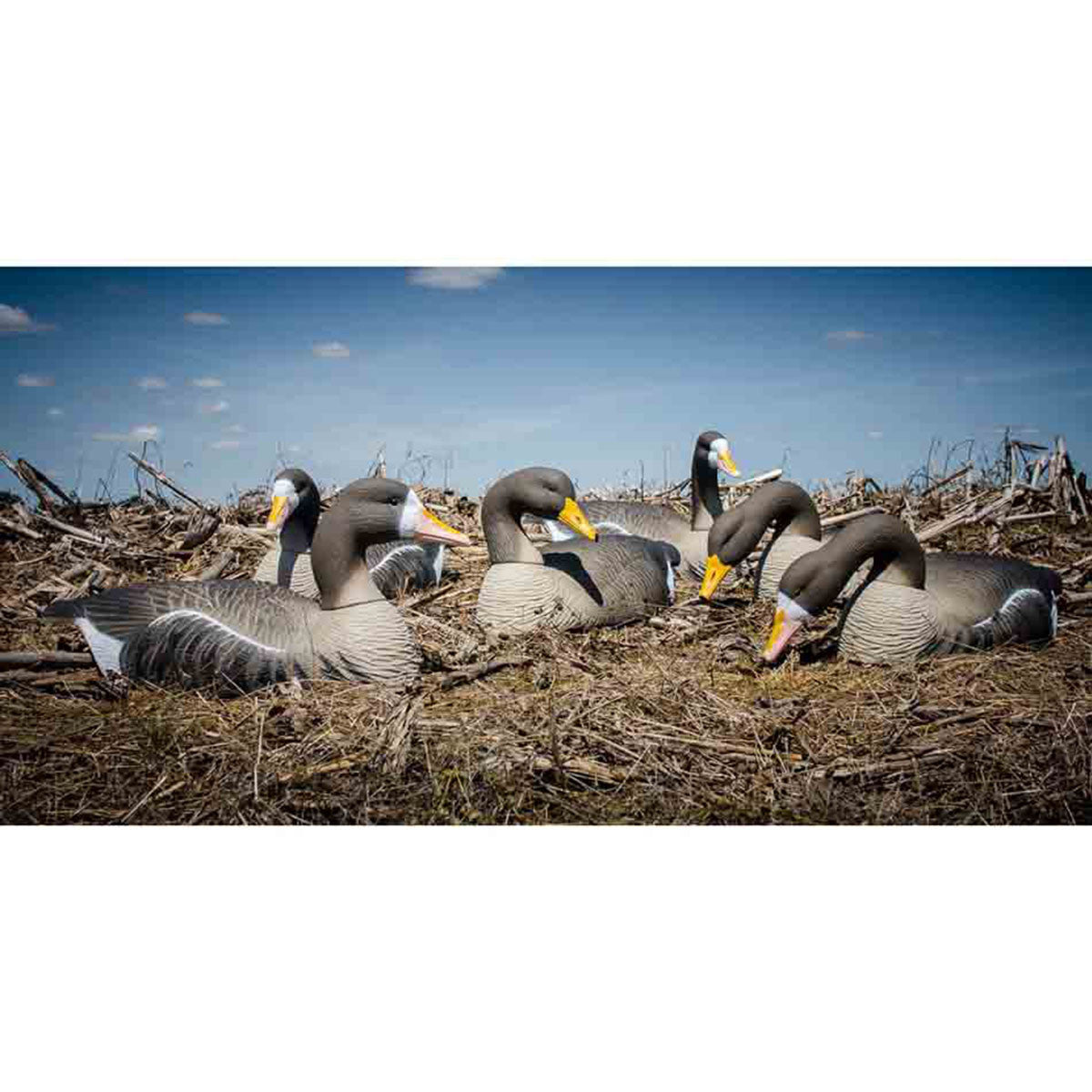 Higdon Outdoors Full-Size Half-Shell Specklebelly Goose Decoys Field Image