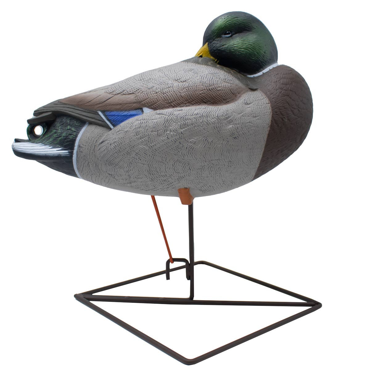 LIVE Full Body Mallards Rester/Sleeper Decoys