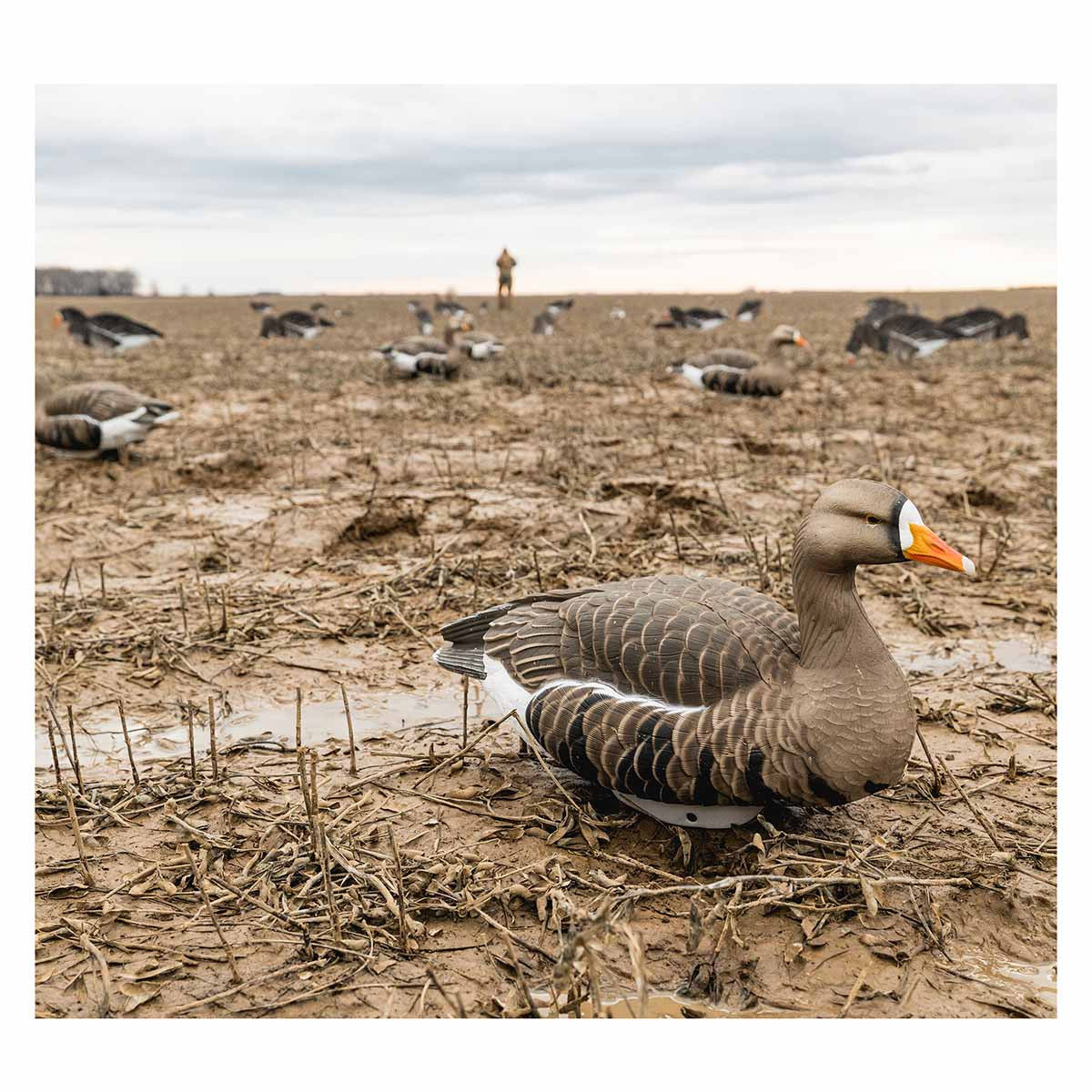 Heyday HydroFoam Specklebelly Goose Floaters Field Image