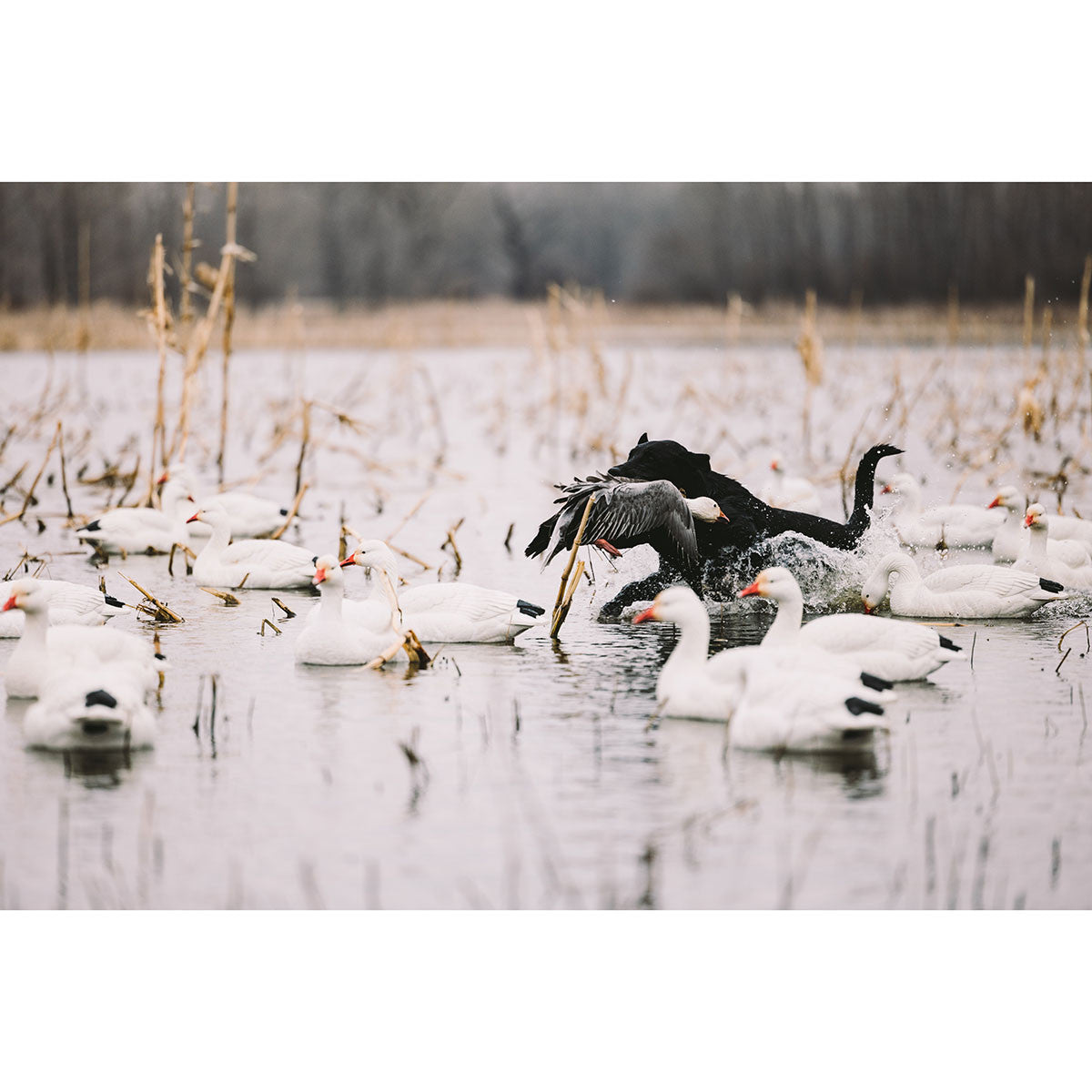HEYDAY HydroFoam Snow Goose Floater Decoys - 4 Pack Lifestyle Image