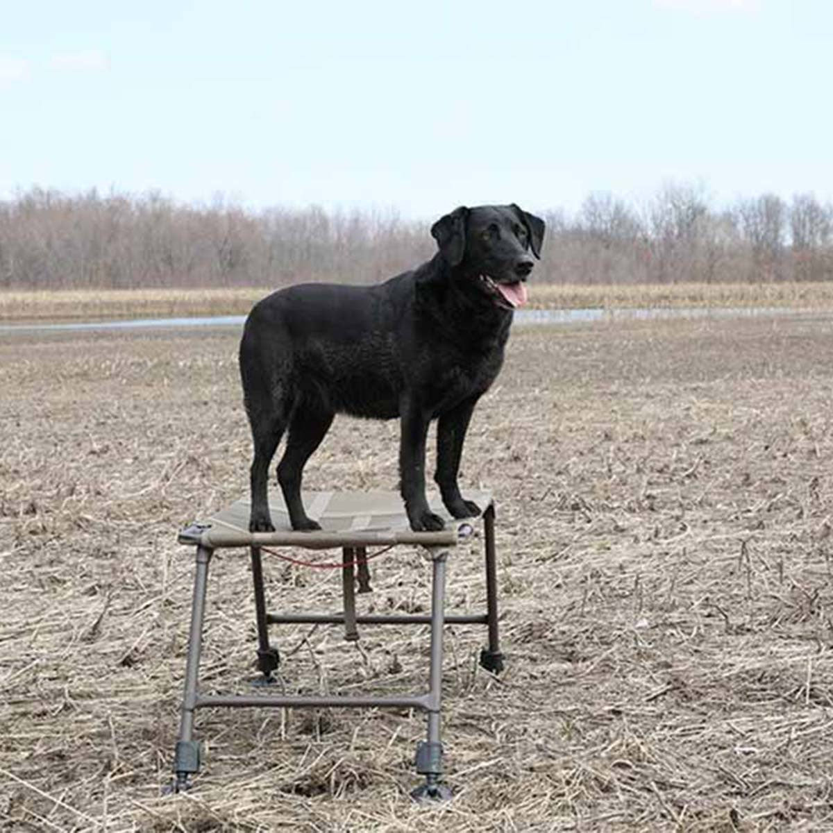 MOmarsh Final Stand Dog Platform