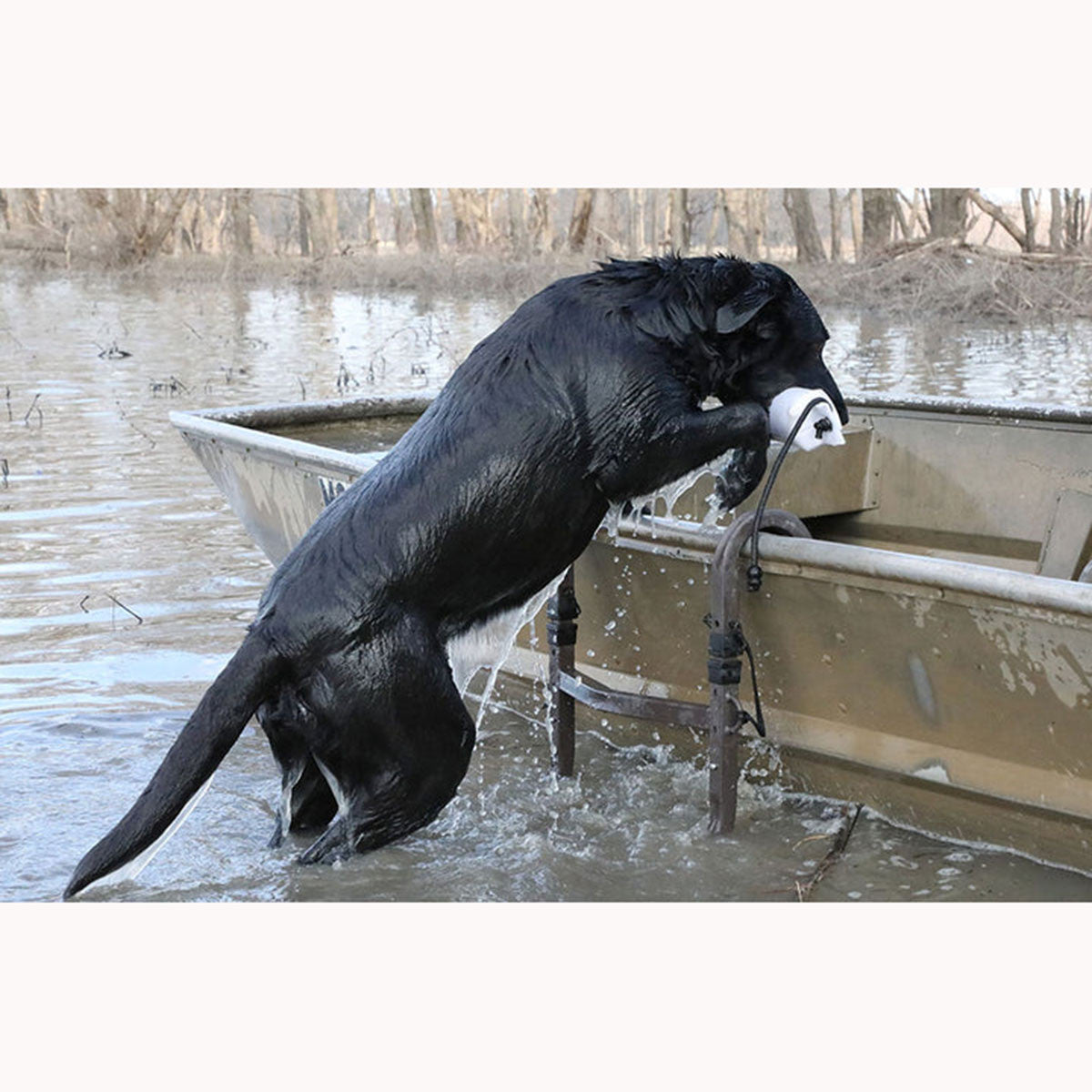 MOmarsh Dog Ramp Stand Lifestyle Image