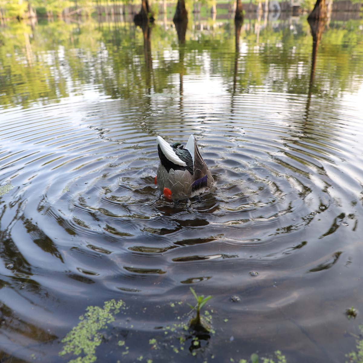 Butt Up Rippler