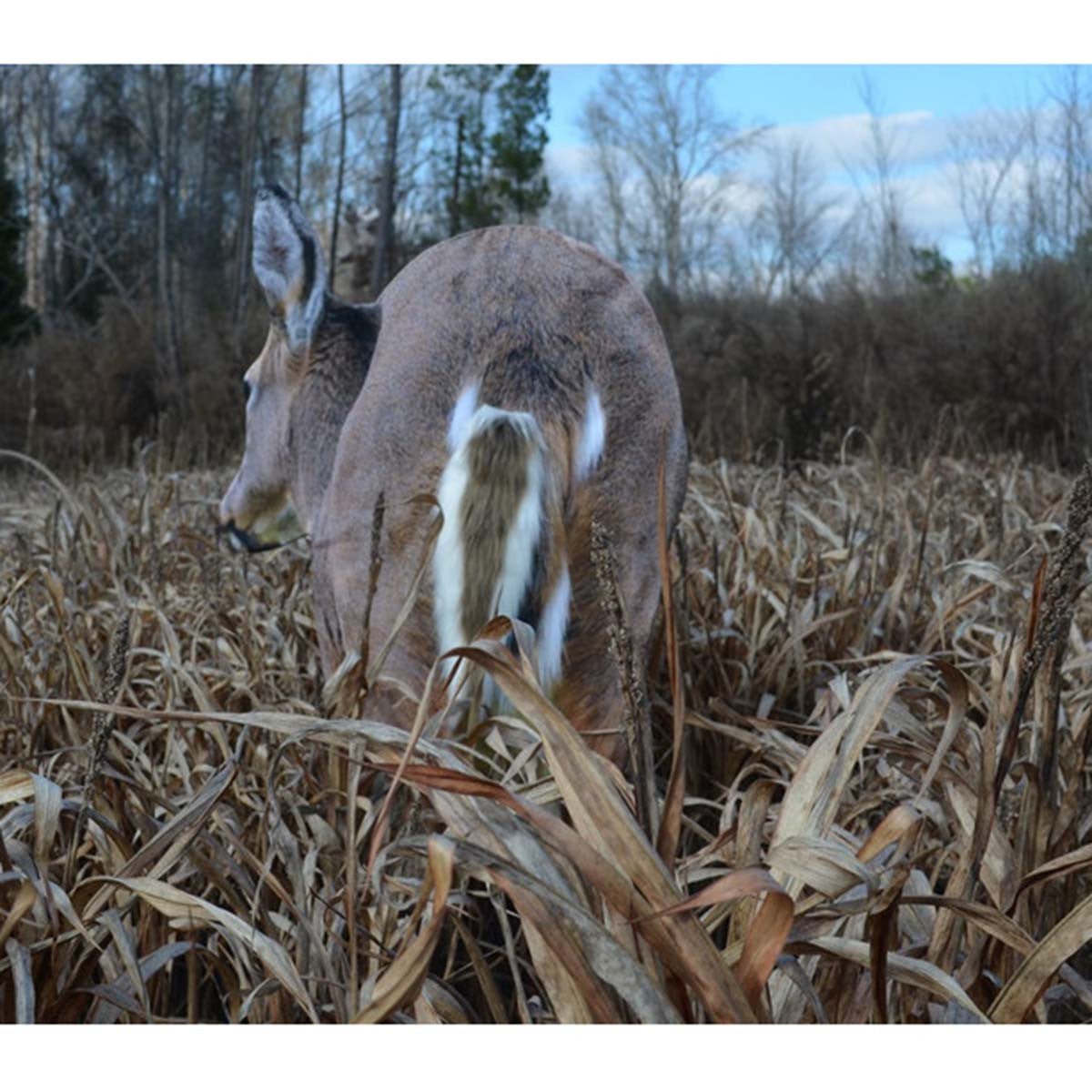 Montana Decoys Deer Rump Decoy Field Image