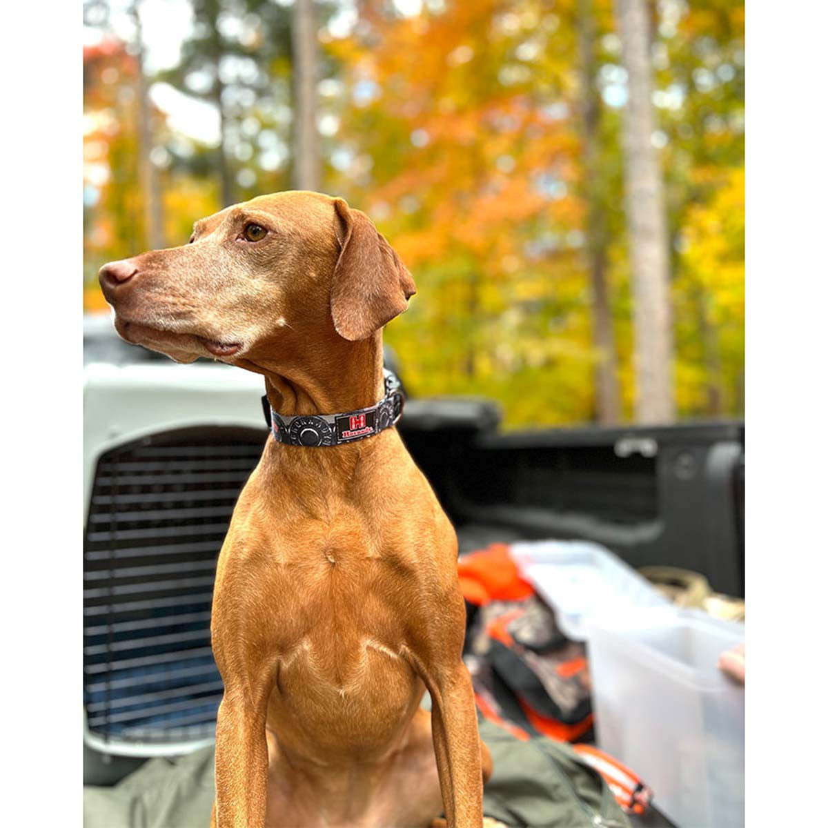 ROCT Hornady BIG SHOT Dog Collar Lifestyle Image