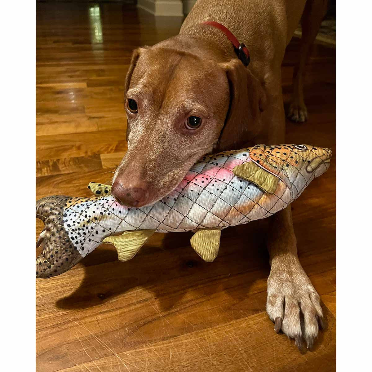 ROCT Rainbow Trout Lined Dog Toy Lifestyle Image