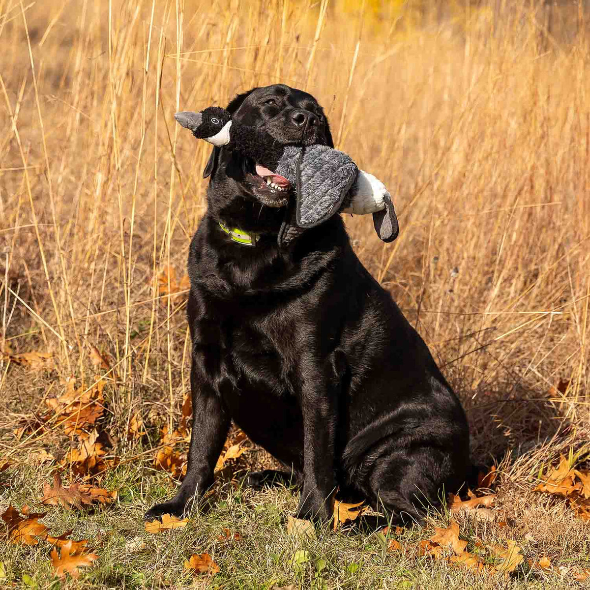 Lifestyle Image of the ROCT Canada Goose Lined Dog Toy.