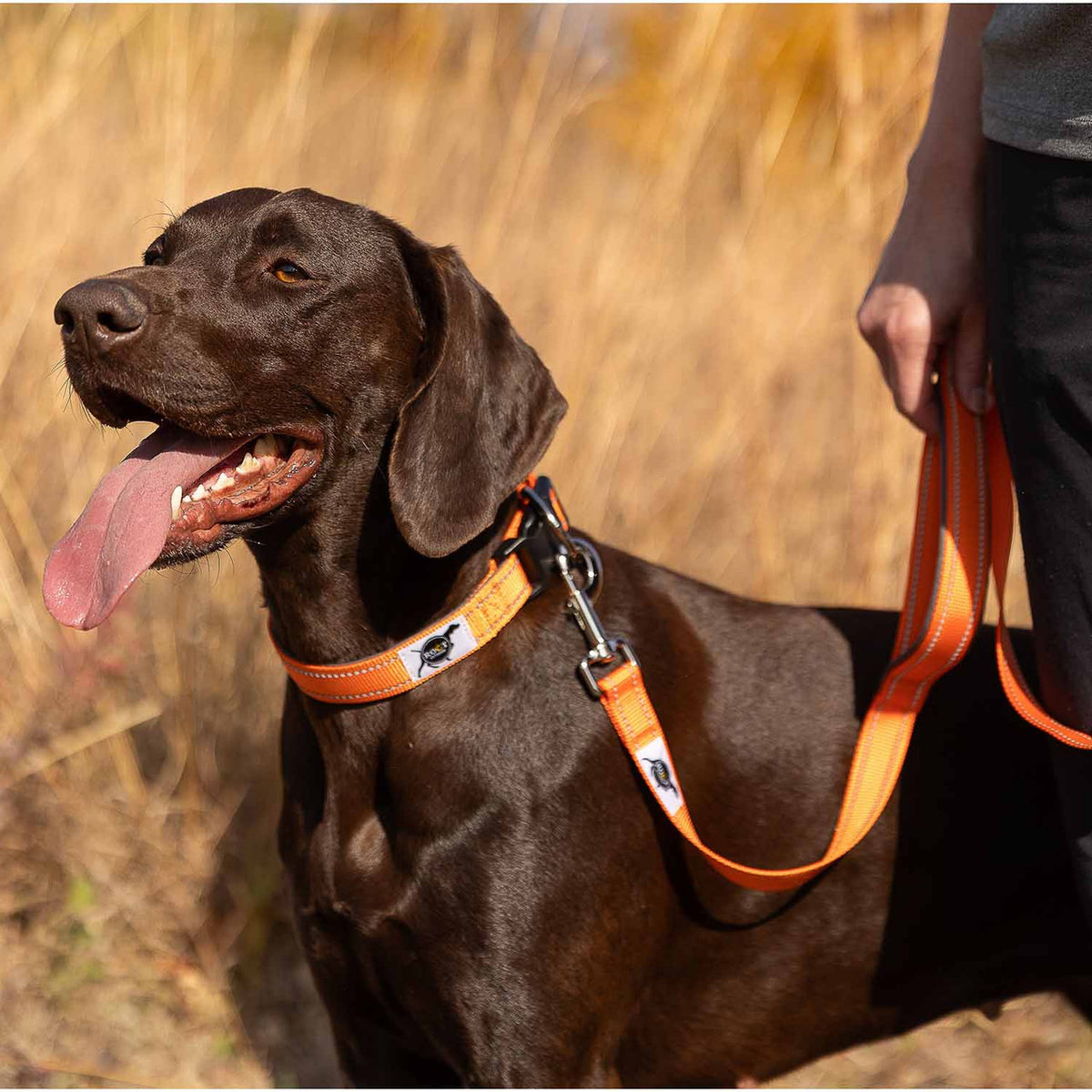 ROCT Trailhead Dog Leash with Padded Heel Handle on Dog Image in Orange