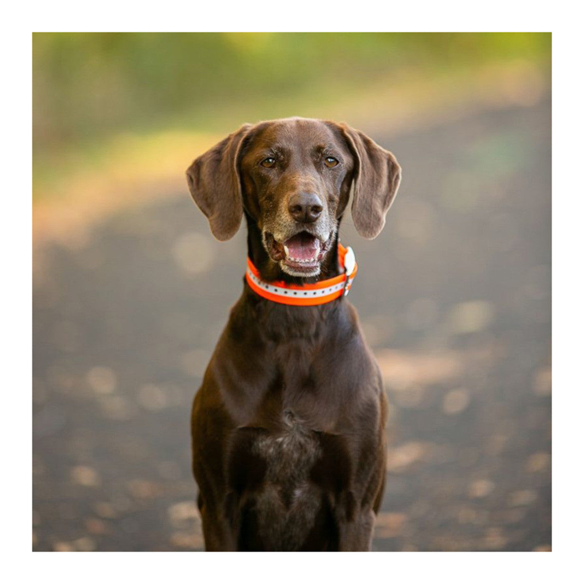 ROCT Upland Field Cut-to-Size Dog Collar Lifestyle Image