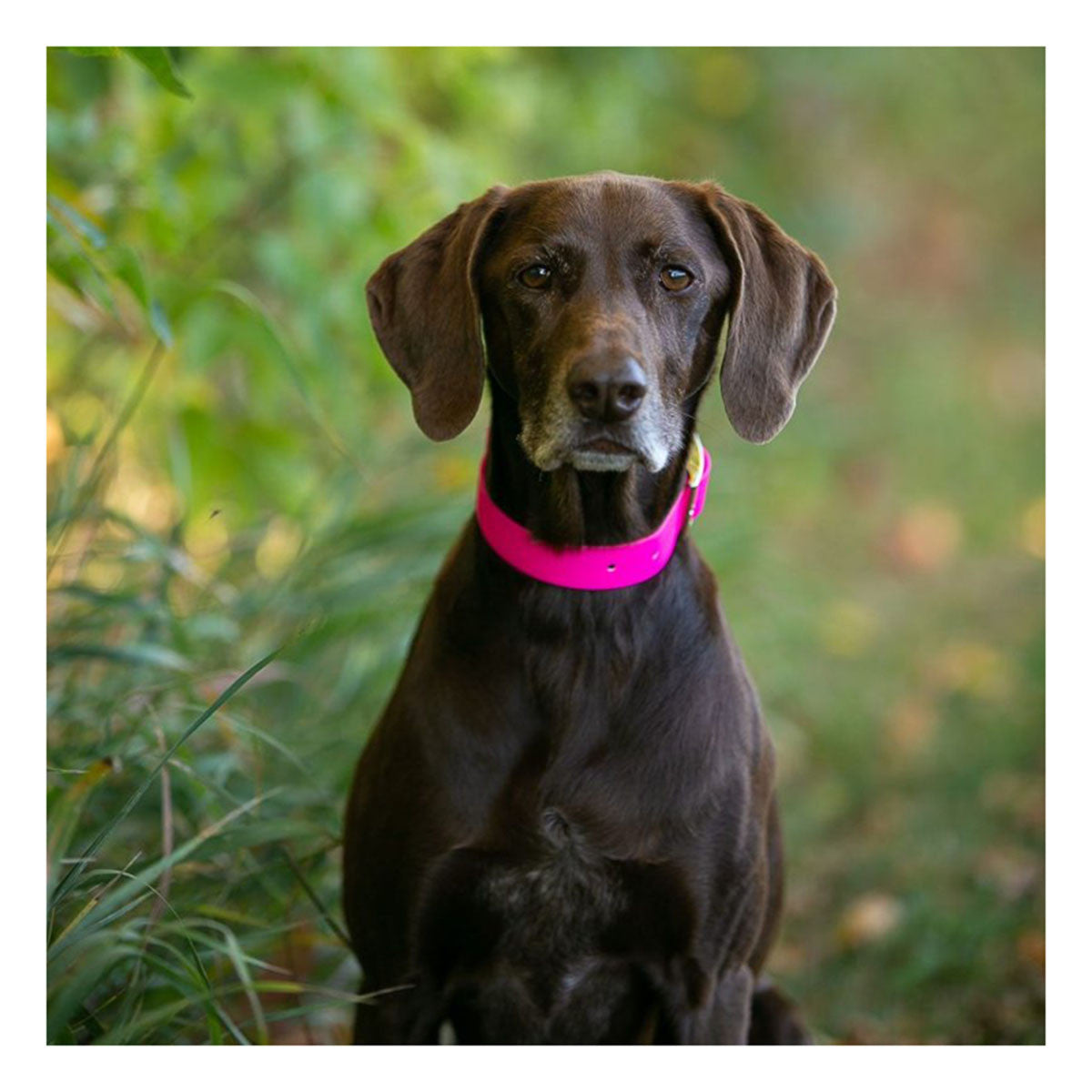 ROCT Upland Field Dog Collar Image in Pink on Dog