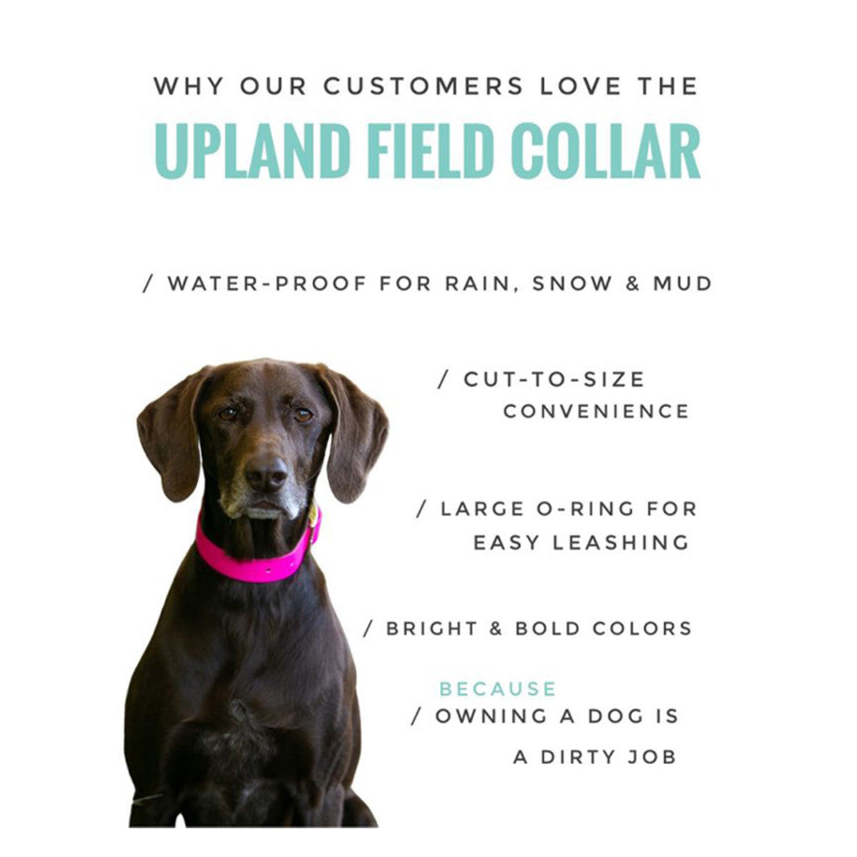ROCT Upland Field Dog Collar Image Why Love Collar