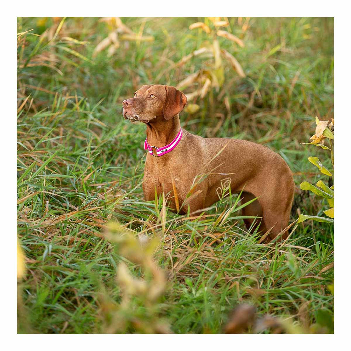 ROCT Upland Field Reflective Dog Collar Dog Image in Pink