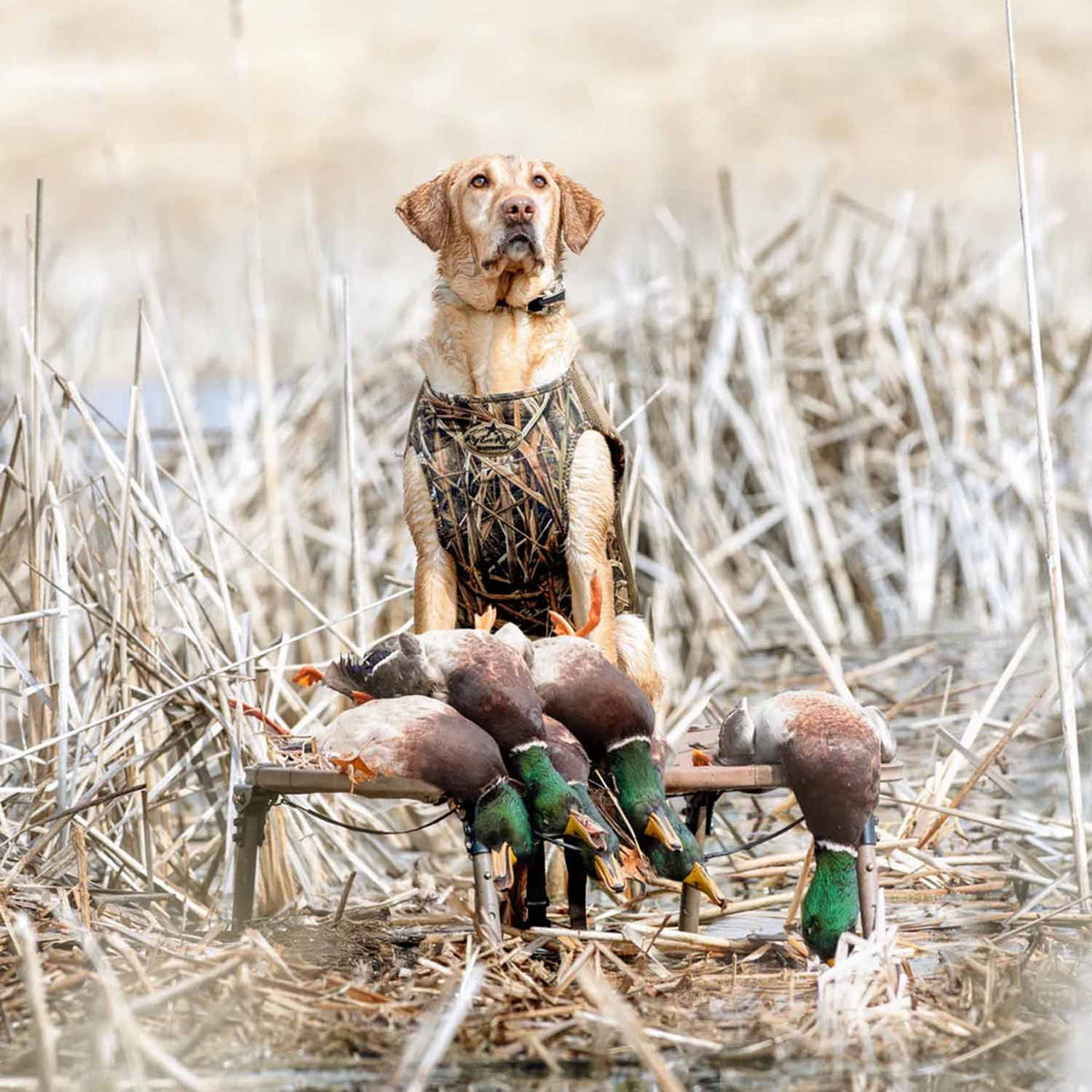 Rig'Em Right Swamp Bully Dog Stand In-the-Field Image