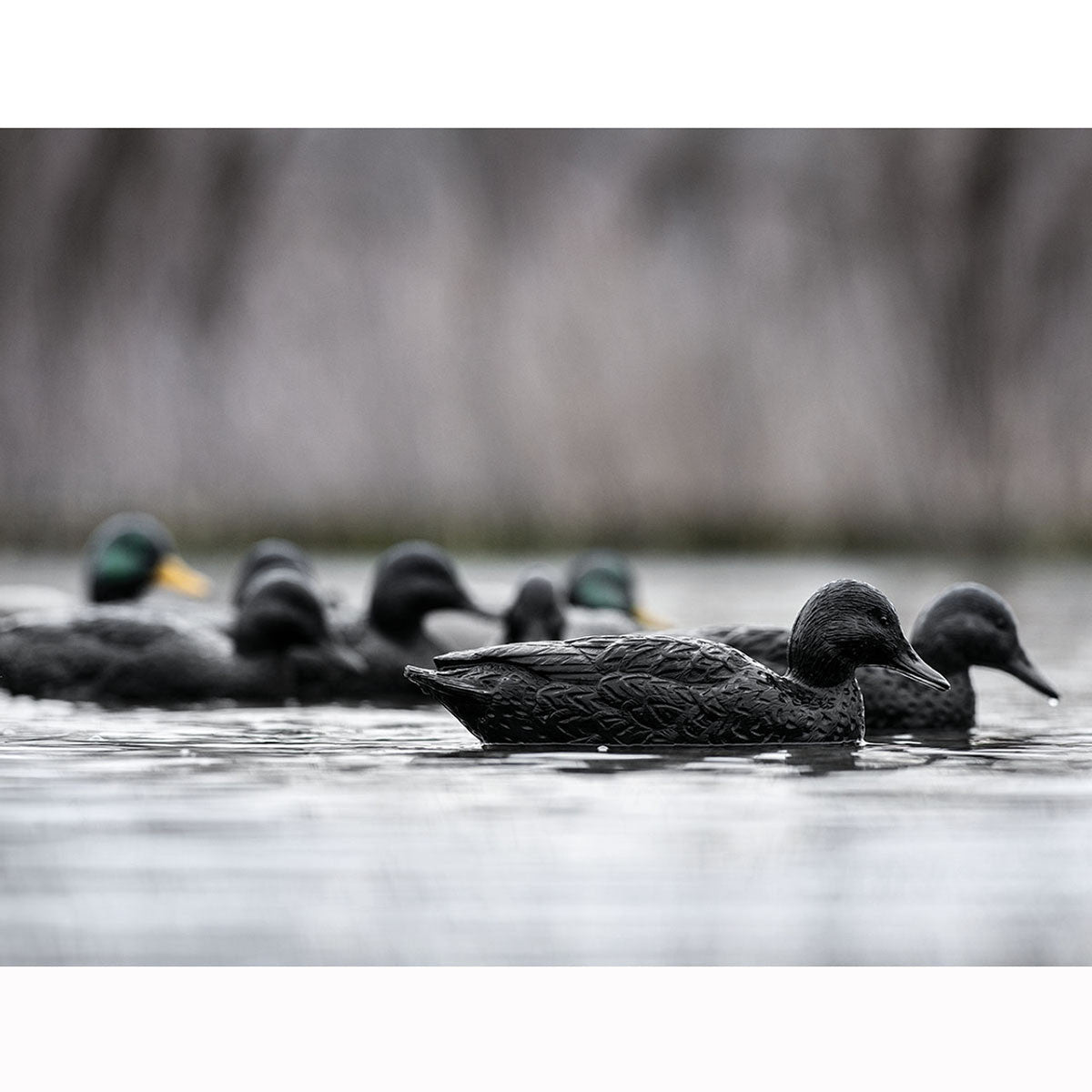 Rig'Em Right Blackouts Duck Decoys, 6 Pack Field Image