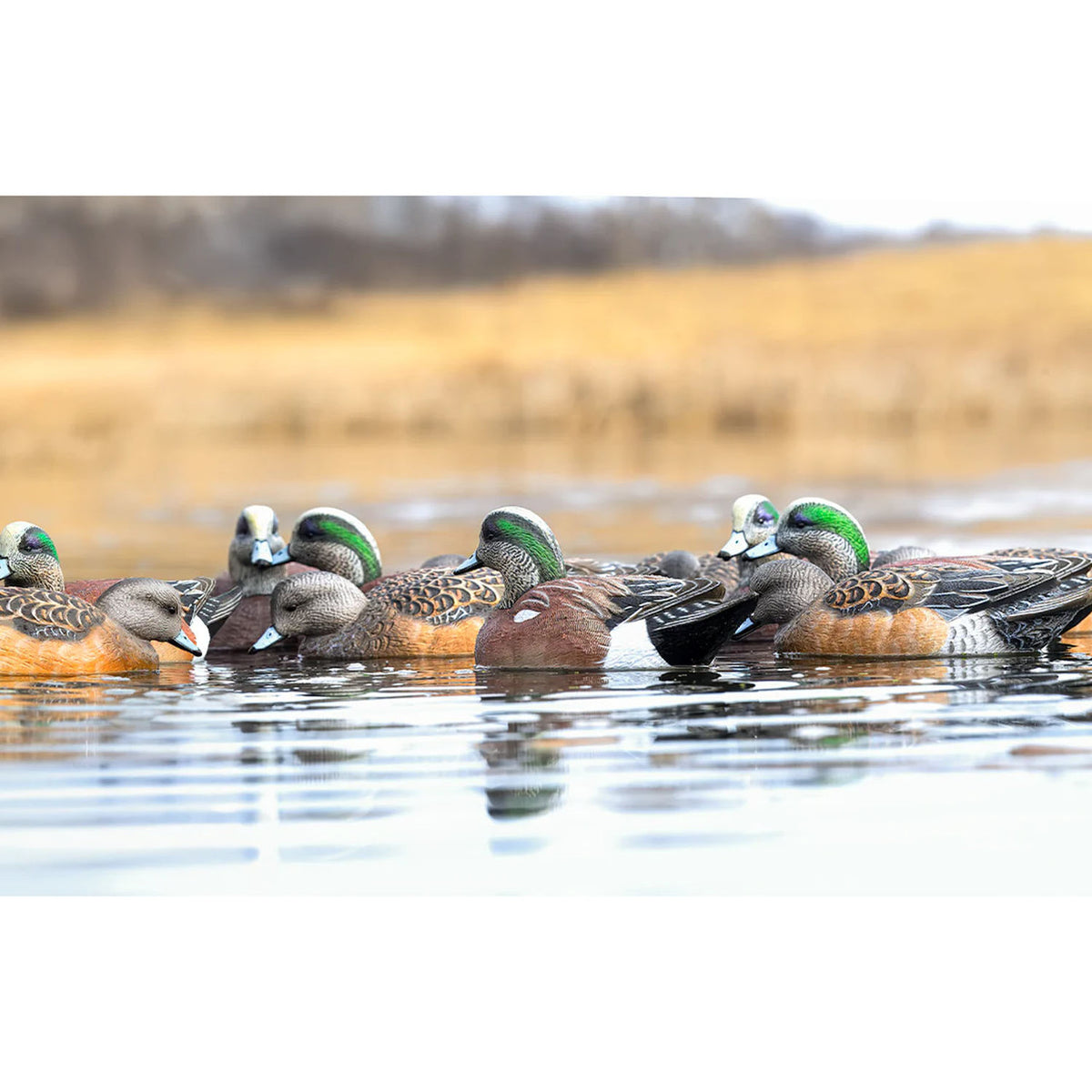 Rig Em Right Mainline Series Wigeon Decoys live action image