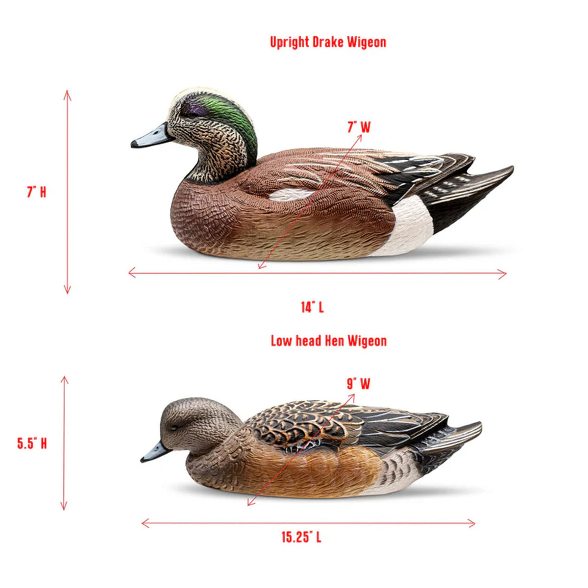 Rig'Em Right Decoys Mainline Series Wigeon Duck Decoys Dimensions Image