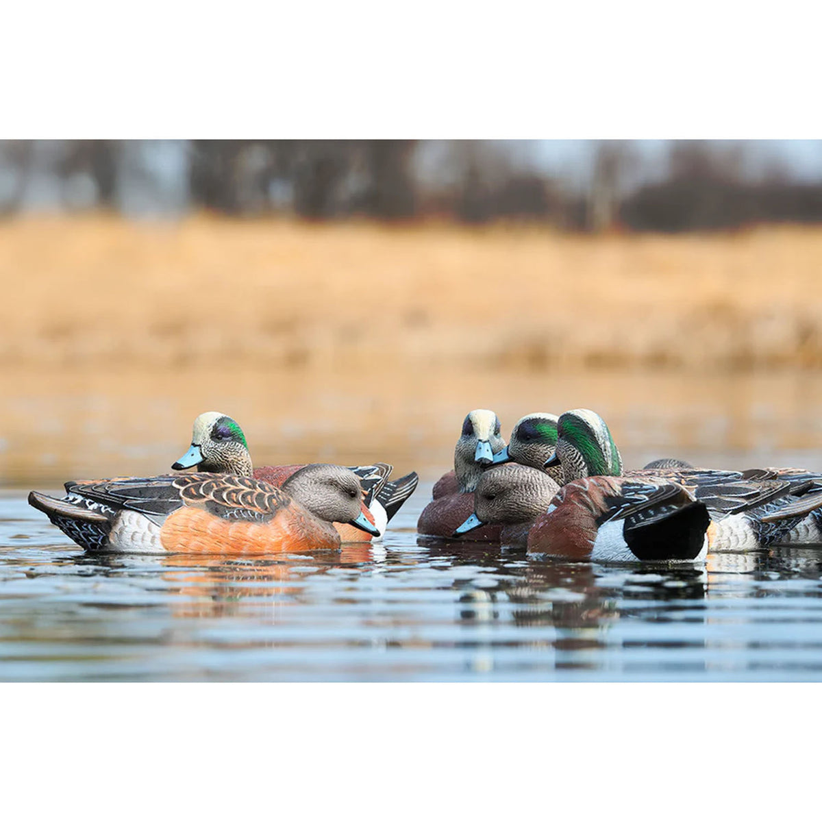 Rig'Em Right Decoys Mainline Series Wigeon Duck Decoys Lifestyle Image