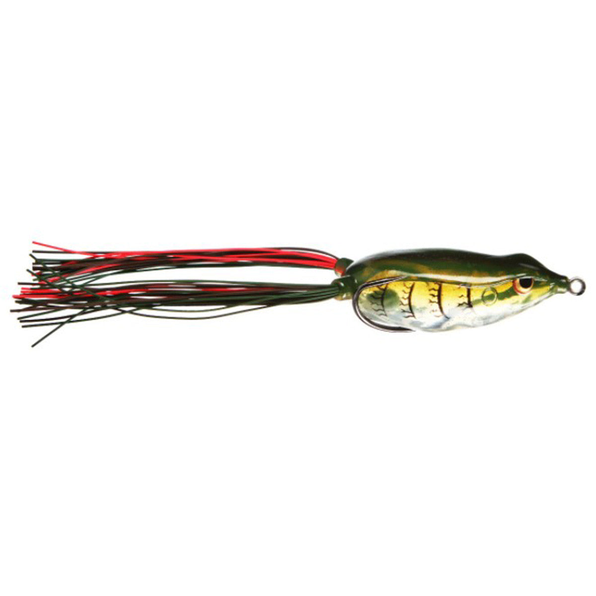Bronzeye Frog 65