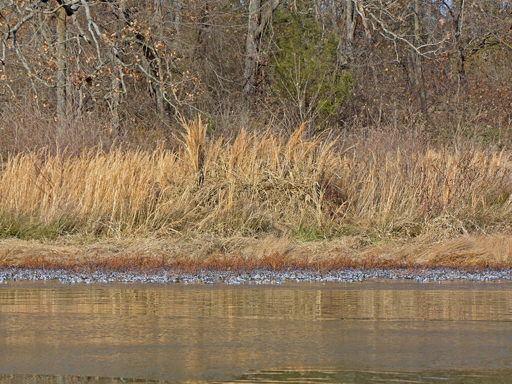 Mallard Duck Blind Replacement Cover, Mossy Oak Bottomland